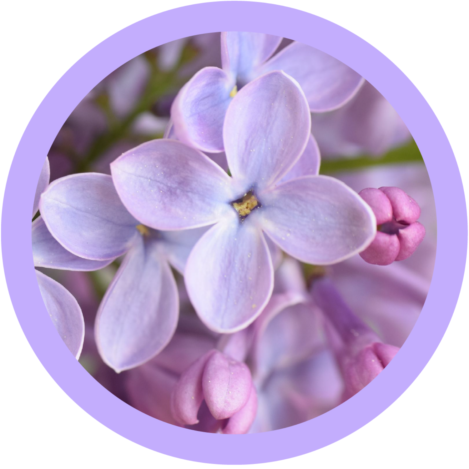 Lilac Lavender Body Oil – Akorn Apothecary